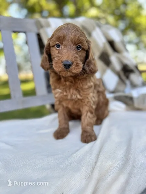 Winston – Labradoodle puppy for sale in Archbold, OH
