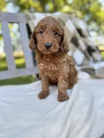 Winston, a male Labradoodle for sale in Archbold, OH – 1 of 5