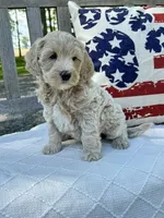 Nelson, a male Labradoodle for sale in Archbold, OH – 4 of 5