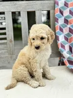 Magnolia, a female Labradoodle for sale in Archbold, OH – 2 of 4
