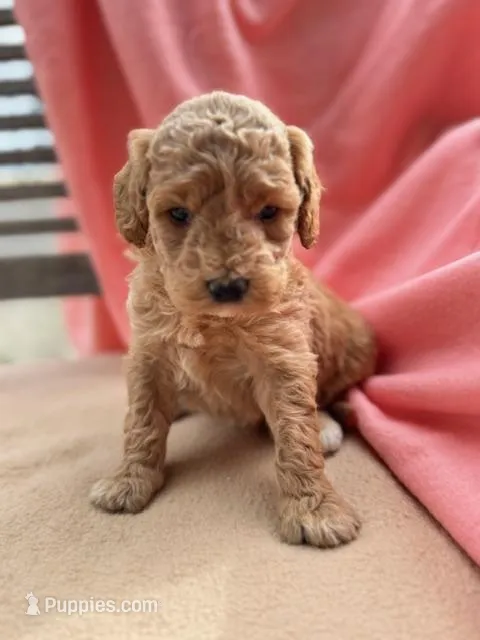 Chelsea – Miniature Labradoodle puppy for sale in Archbold, OH