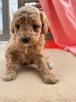 Chelsea, a female Miniature Labradoodle for sale in Archbold, OH – Photo 2 of 3