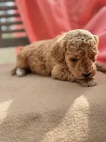 Chelsea, a female Miniature Labradoodle for sale in Archbold, OH – Photo 3 of 3