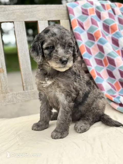 Brody – Labradoodle puppy for sale in Archbold, OH