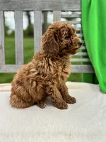 Isabel, a female Miniature Labradoodle for sale in Archbold, OH – 5 of 5