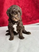 processed/29cff445-14d6-4fc6-a573-aecaa40796d2/listing/35c13178-6a8f-494c-9d72-d85aba3b9391/443c71c8-eb7a-49f4-b486-7796b2b522c6