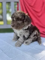 Vincent, a male Poodle - Miniature  for sale in Archbold, OH – 2 of 5