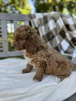 Zeke, a male Labradoodle for sale in Archbold, OH – 2 of 4