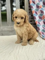 Zoe, a female Labradoodle for sale in Archbold, OH – 4 of 5