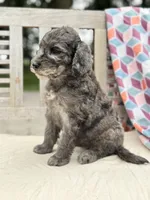 Brody, a male Labradoodle for sale in Archbold, OH – 2 of 6