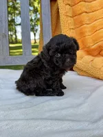 Hunter, a male Labradoodle for sale in Archbold, OH – 4 of 4