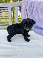 Minnie, a female Schnoodle for sale in Archbold, OH – 4 of 6