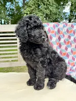 Lola, a female Labradoodle for sale in Archbold, OH – 3 of 6