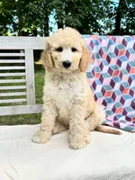 Harper, a female Labradoodle for sale in Archbold, OH – 4 of 7