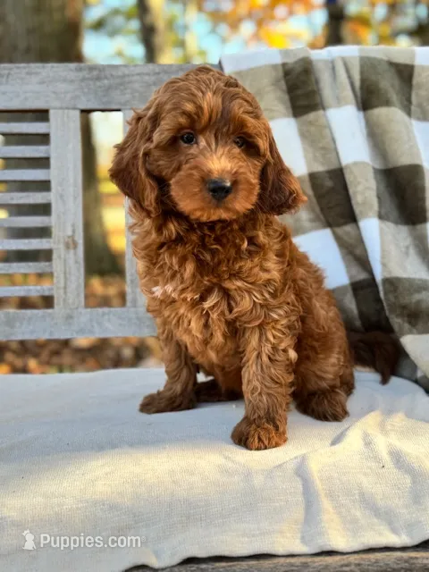Winston – Labradoodle puppy for sale in Archbold, OH