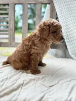 Ripley, a male Miniature Labradoodle for sale in Archbold, OH – 3 of 5