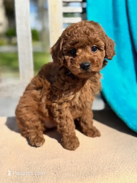 Isabel – Miniature Labradoodle puppy for sale in Archbold, OH