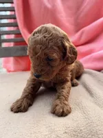 Isabel, a female Miniature Labradoodle for sale in Archbold, OH – Photo 3 of 4