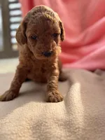 Isabel, a female Miniature Labradoodle for sale in Archbold, OH – Photo 2 of 4