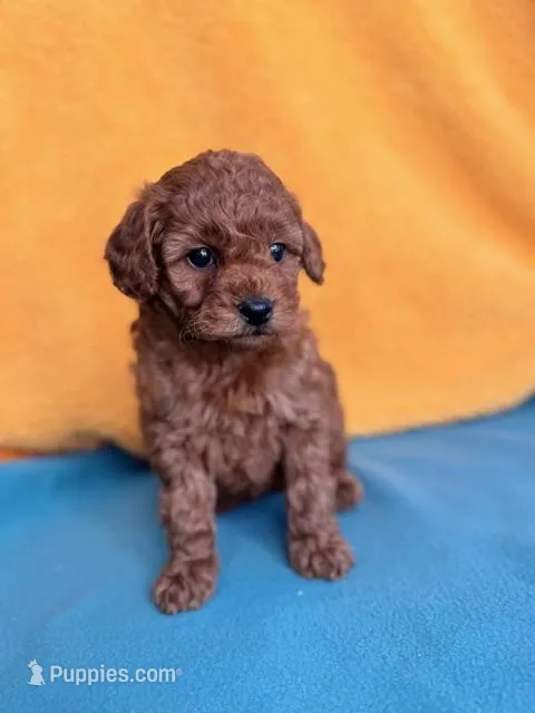 Isabel – Miniature Labradoodle puppy for sale in Archbold, OH