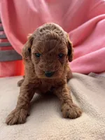 Isabel, a female Miniature Labradoodle for sale in Archbold, OH – Photo 4 of 4