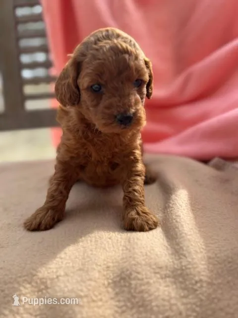 Isabel – Miniature Labradoodle puppy for sale in Archbold, OH