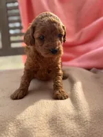 Isabel, a female Miniature Labradoodle for sale in Archbold, OH – Photo 1 of 4