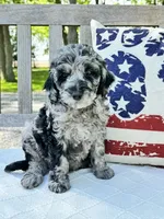 Jack, a male Labradoodle for sale in Archbold, OH – 4 of 5