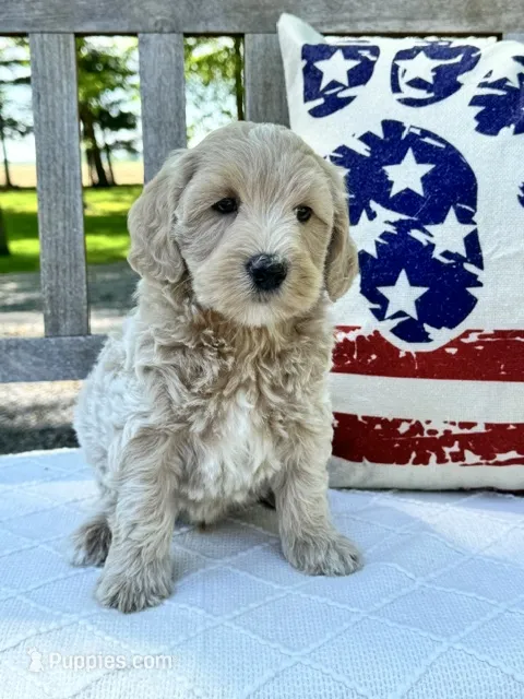 Nelson – Labradoodle puppy for sale in Archbold, OH