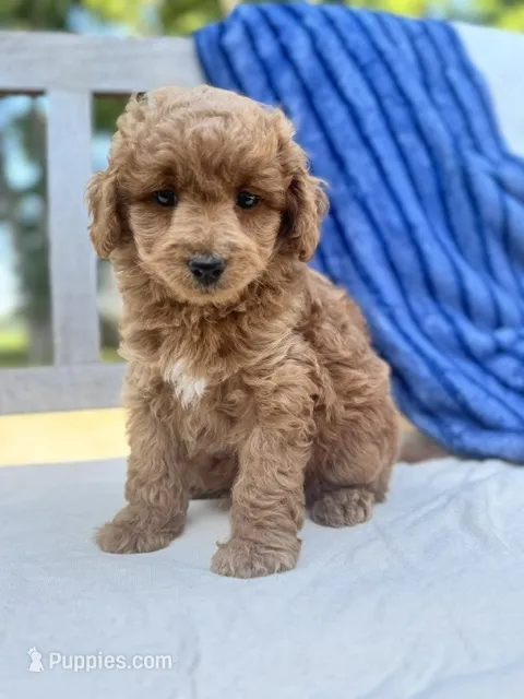 Ripley – Miniature Labradoodle puppy for sale in Archbold, OH