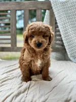 Ripley, a male Miniature Labradoodle for sale in Archbold, OH – 2 of 5