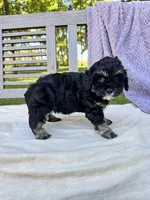 Amelia, a female Schnoodle for sale in Archbold, OH – 6 of 6