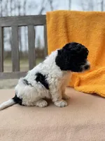Leah, a female Labradoodle for sale in Archbold, OH – Photo 6 of 7