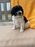 Leah, a female Labradoodle for sale in Archbold, OH – Photo 4 of 7