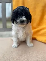 Leah, a female Labradoodle for sale in Archbold, OH – Photo 2 of 7