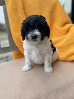 Leah, a female Labradoodle for sale in Archbold, OH – Photo 5 of 7