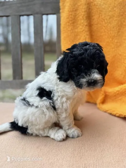 Leah – Labradoodle puppy for sale in Archbold, OH