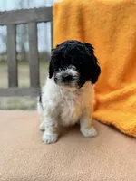 Leah, a female Labradoodle for sale in Archbold, OH – Photo 7 of 7