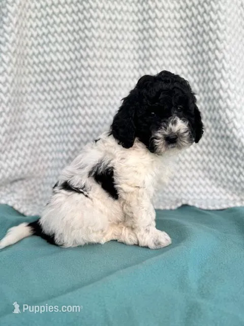 Leah – Labradoodle puppy for sale in Archbold, OH