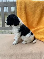 Leah, a female Labradoodle for sale in Archbold, OH – Photo 3 of 7