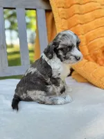 Hazel, a male Labradoodle for sale in Archbold, OH – 3 of 6
