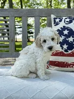Stanley, a male Labradoodle for sale in Archbold, OH – 4 of 5