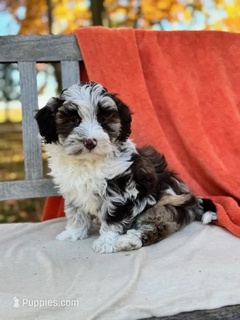Foster – Labradoodle puppy for sale in Archbold, OH