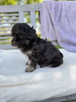 Eleanor, a female Schnoodle for sale in Archbold, OH – 2 of 6