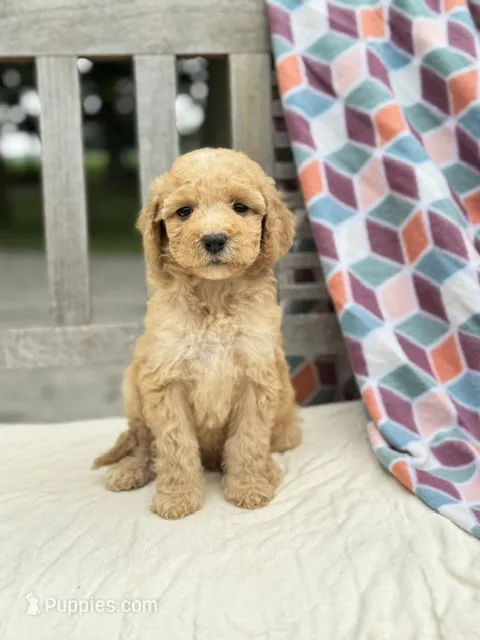 Zoe – Labradoodle puppy for sale in Archbold, OH