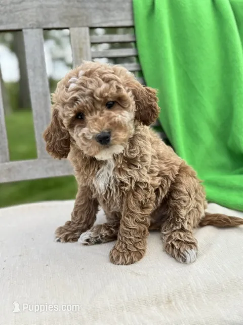 Martin – Miniature Labradoodle puppy for sale in Archbold, OH