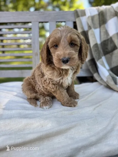 Baxter  – Labradoodle puppy for sale in Archbold, OH