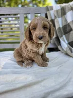 Baxter , a male Labradoodle for sale in Archbold, OH – 1 of 5