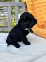 Franklin, a male Labradoodle for sale in Archbold, OH – 4 of 6