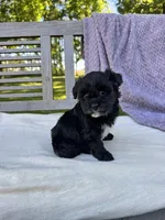 Minnie, a female Schnoodle for sale in Archbold, OH – 5 of 6